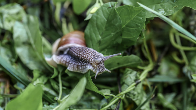 big beautiful snail on a green leaf closeup