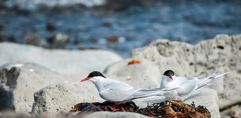 Arctic Tern, north of Iceland