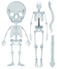 Skeletal system for human being
