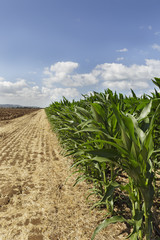 Fototapeta premium Corn field