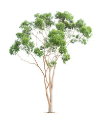 Obraz premium Green eucalyptus tree