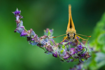 The Chequered skipper and purple Flower