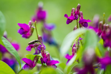 The Beetle on the purple Flowers