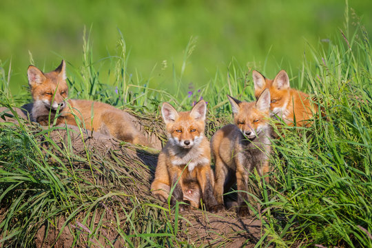 Four little foxes