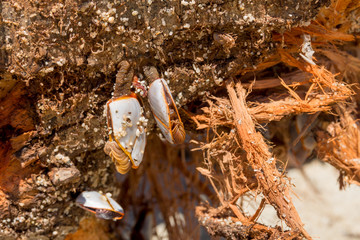 Treibholz am Strand