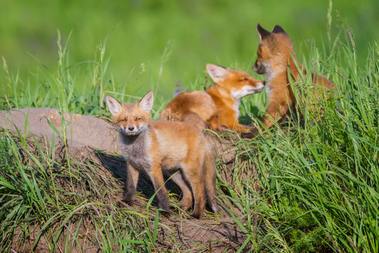 The little playing Foxes