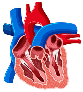 Inside diagram of human heart