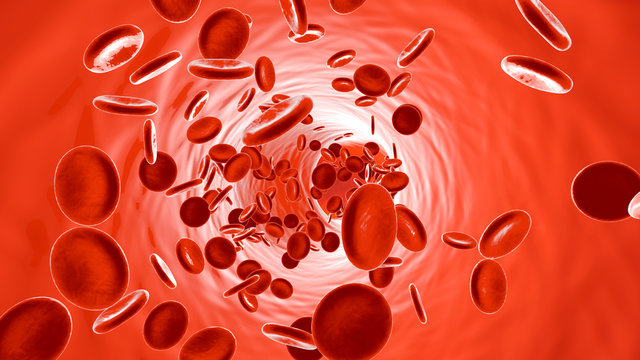 Flowing Erythrocyte Cells in a Artery	   