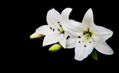 Fototapeta na wymiar White lily on a black