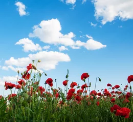 Papier Peint photo autocollant Coquelicots meadow with beautiful  red poppy flowers