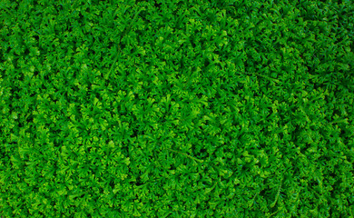 Green Background 