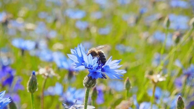 A bee collects nectar from blue flowers, slow motion