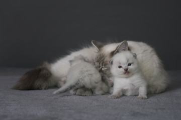 Ragdoll family