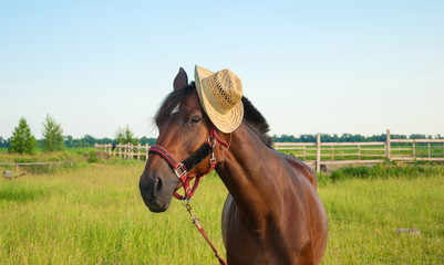 Portrait of a horse wearing a straw cowboy hat on his head