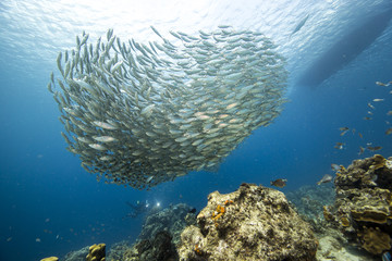 Unterwasser - Riff - Fisch - Fischschwarm - Tauchen - Curacao - Karibik