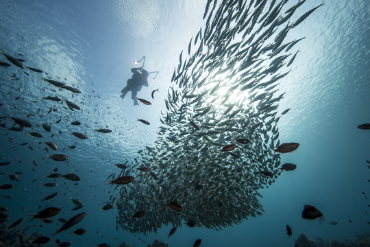 Unterwasser - Riff - Fisch - Fischschwarm - Taucher - Tauchen - Curacao - Karibik