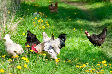 Hens and rooster