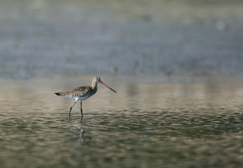 Bar-tailed godwit 
