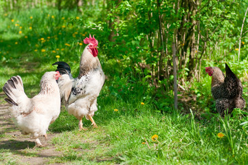 Hens and rooster