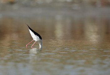 The black-winged stilt feeding