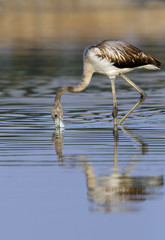 Greater Flamingos juvenile feeding