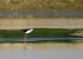 The black-winged stilt in green 