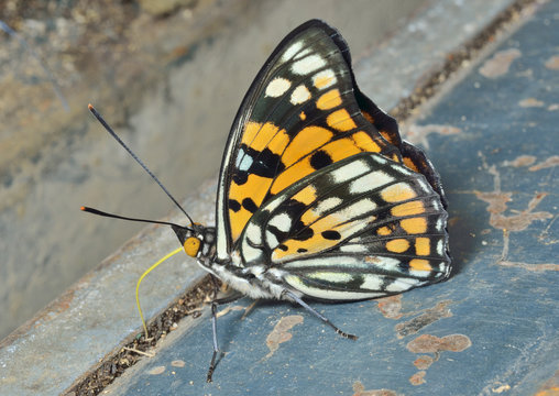 Butterfly (Sephisa dichroa) 25