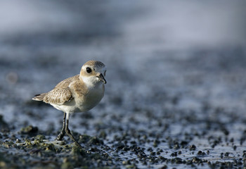 The lesser sand plover