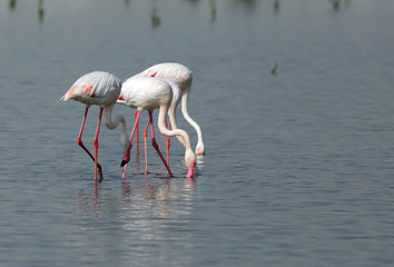 Fototapeta na wymiar Greater Flamingos feeding in Low tide, Bahrain 