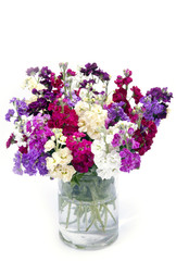 beautiful bouquet of mixed Matthiola's in vase isolated on white background