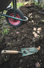 Seeding potatoes