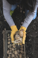 Seeding potatoes