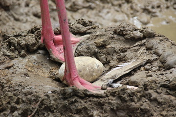 Flamingo beim Brüten