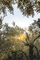 Olive trees at sunset