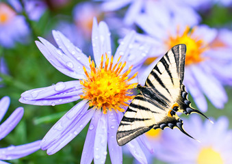 Tiger swallowtail butterfly on beautiful violet aster flower - Powered by Adobe