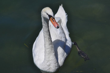 Swan bird animal