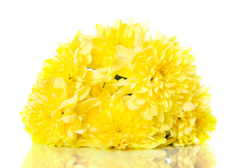 Yellow chrysanthemum flowers.isolated on white background