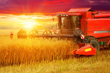 Combine working in field