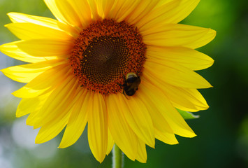 Close up of sunflower