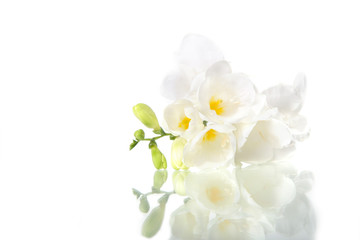 Fototapeta na wymiar Beautiful white freesia, isolated on white background
