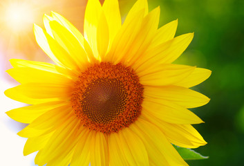 Obraz premium Close up of sunflower