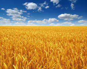 Fototapeta premium wheat field and sky