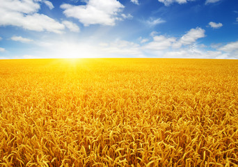 Naklejka premium wheat field and sun