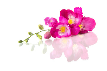 Beautiful pink freesia, isolated on white
