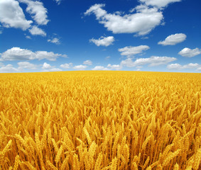 wheat field and sky