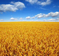wheat field and sky