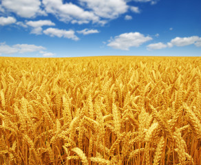 wheat field and sky