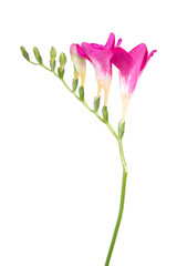 Delicate pink freesia blossom on white background.