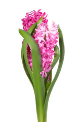colorful bouquet from hyacinth arrangement centerpiece isolated