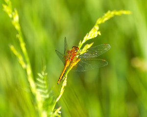 beautiful dragonfly on green grass